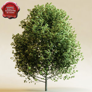 3d model red oak
