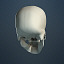 human skull max