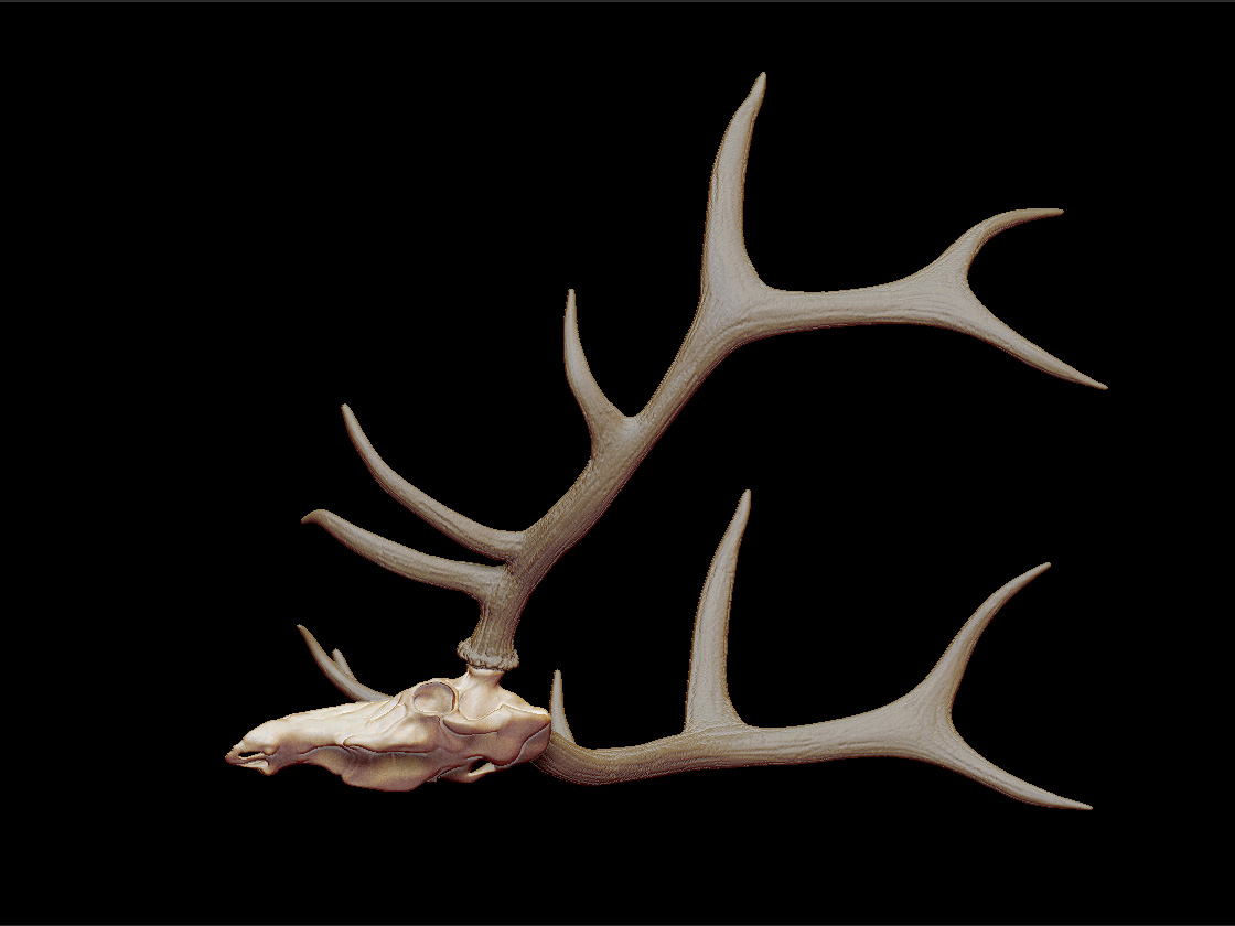 elk skull 3d obj