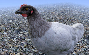 black head chicken 3d model