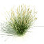 calamagrostis x acutiflora karl 3d max