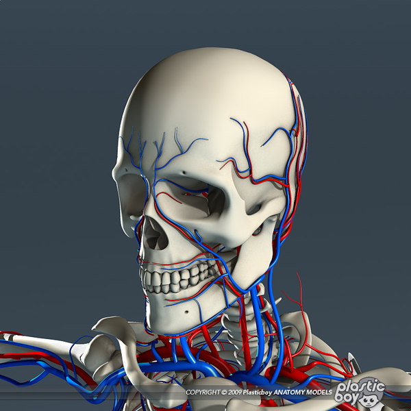 3d Model Circulatory Human Skeleton