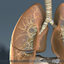 medically respiratory diaphragm skeleton 3d model