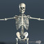medically respiratory diaphragm skeleton 3d model