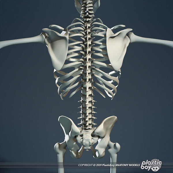 medically respiratory diaphragm skeleton 3d model