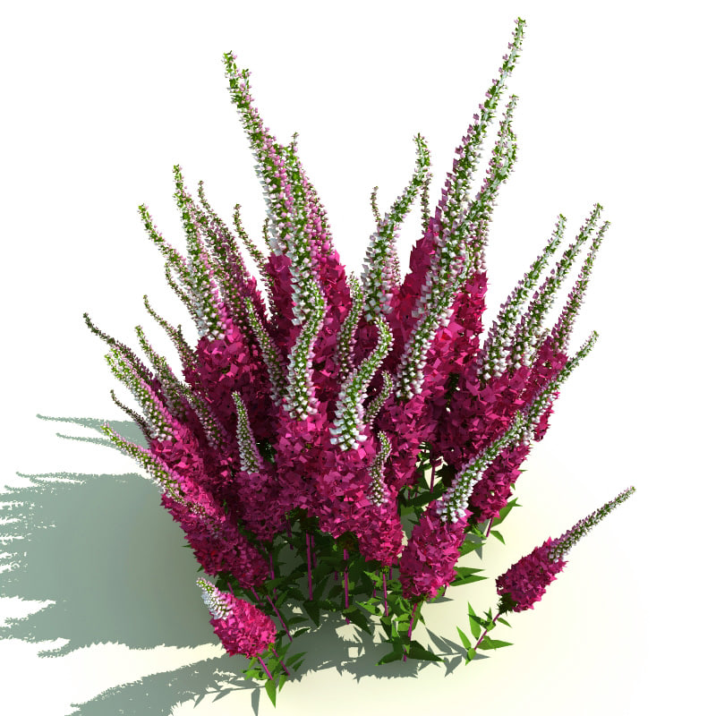 lightwave veronica spicata red fox