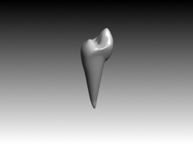 premolar mandibular 3d model