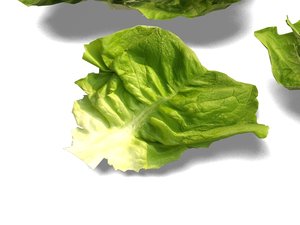lettuce 3ds