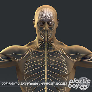 medically nervous male body 3d model