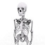 3d model skeleton medical