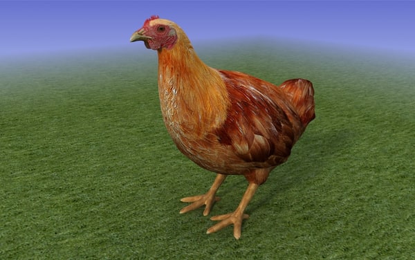 maya brown chicken