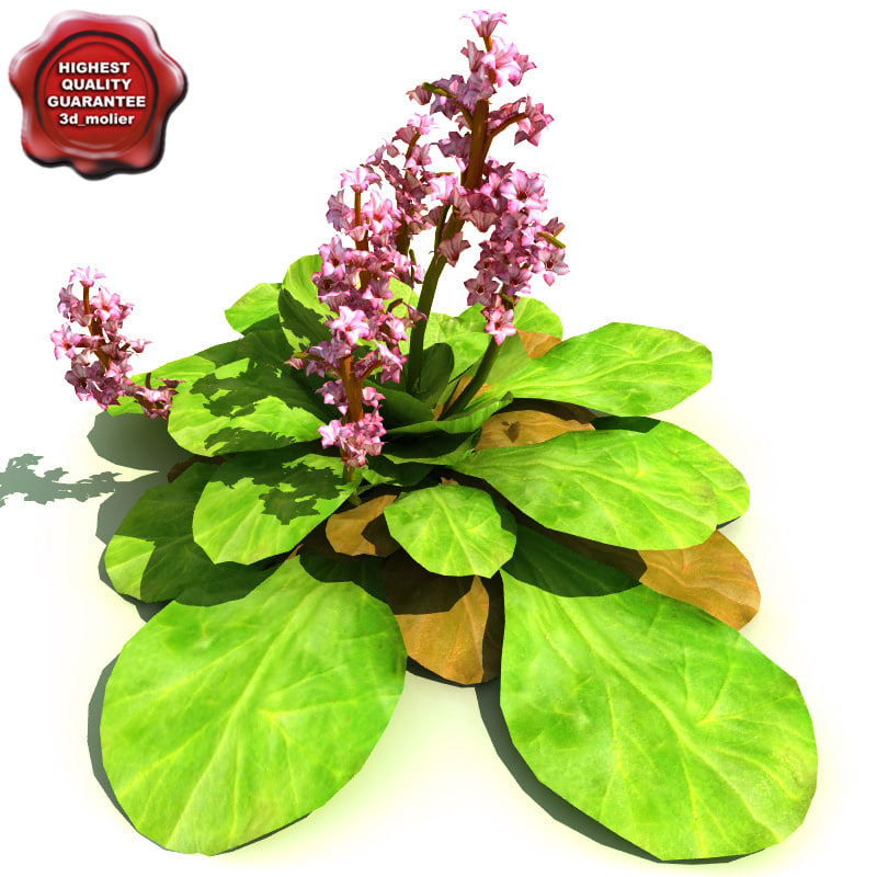 3d Model Bergenia Cordifolia