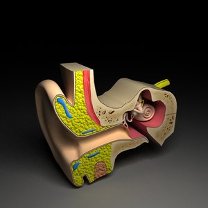 inner ear anatomy 3d model