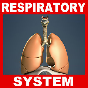 human respiratory diaphragm lungs bronchi 3d lw