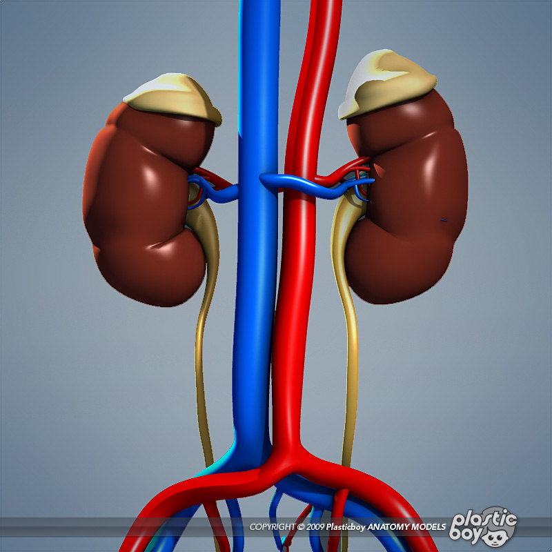 medically male urinary reproductive 3d model