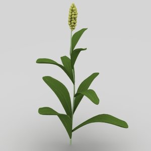 corn vegetable plant 3d model