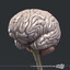 medically human brain 3d model