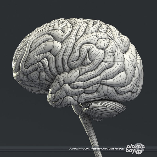 Medically Human Brain 3d Model