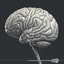 medically human brain 3d model