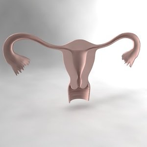 uterus max