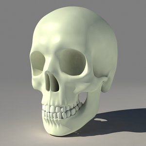 3d model human skull skeleton