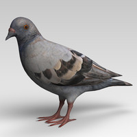 Pigeon 3D Models for Download | TurboSquid