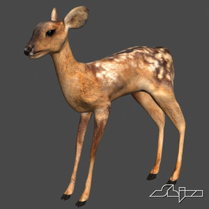 3d model young deer