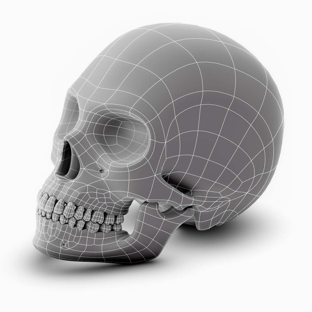 女性牙科头骨3d模型