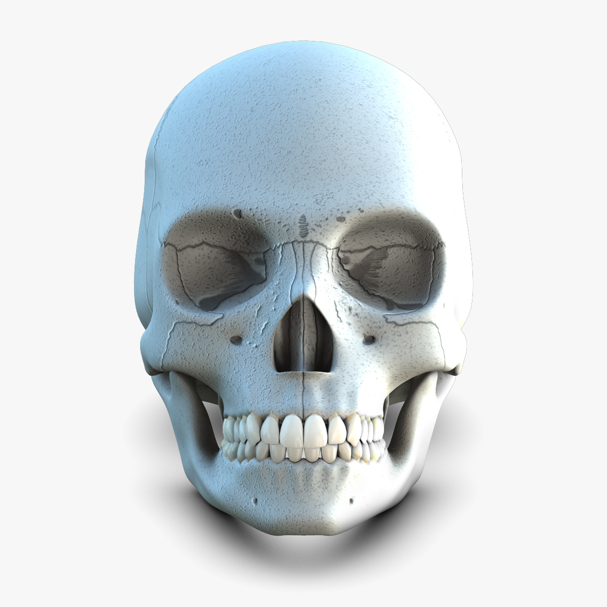 女性牙科头骨3d模型