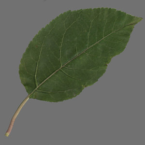 lightwave apple leaf