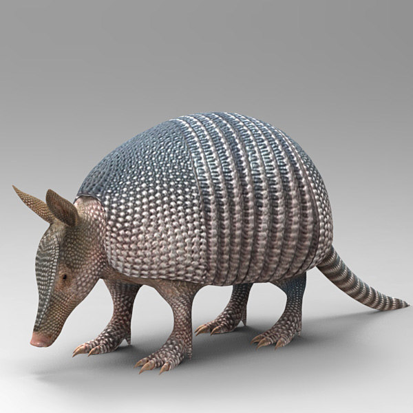 tatou png animal beast model 3d dasypodidae animals