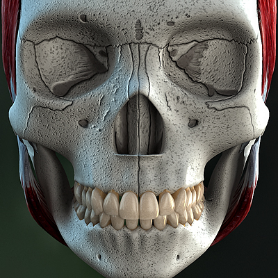 女性牙科头骨3d模型