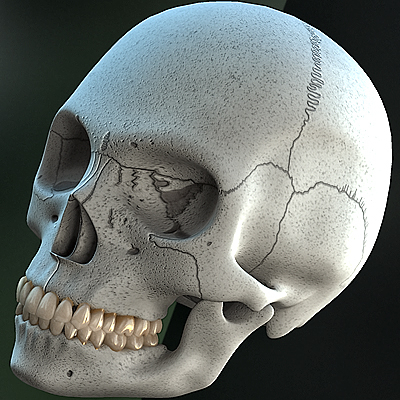 女性牙科头骨3d模型