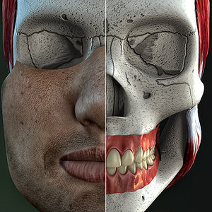 male anatomically skull jaw 3d model