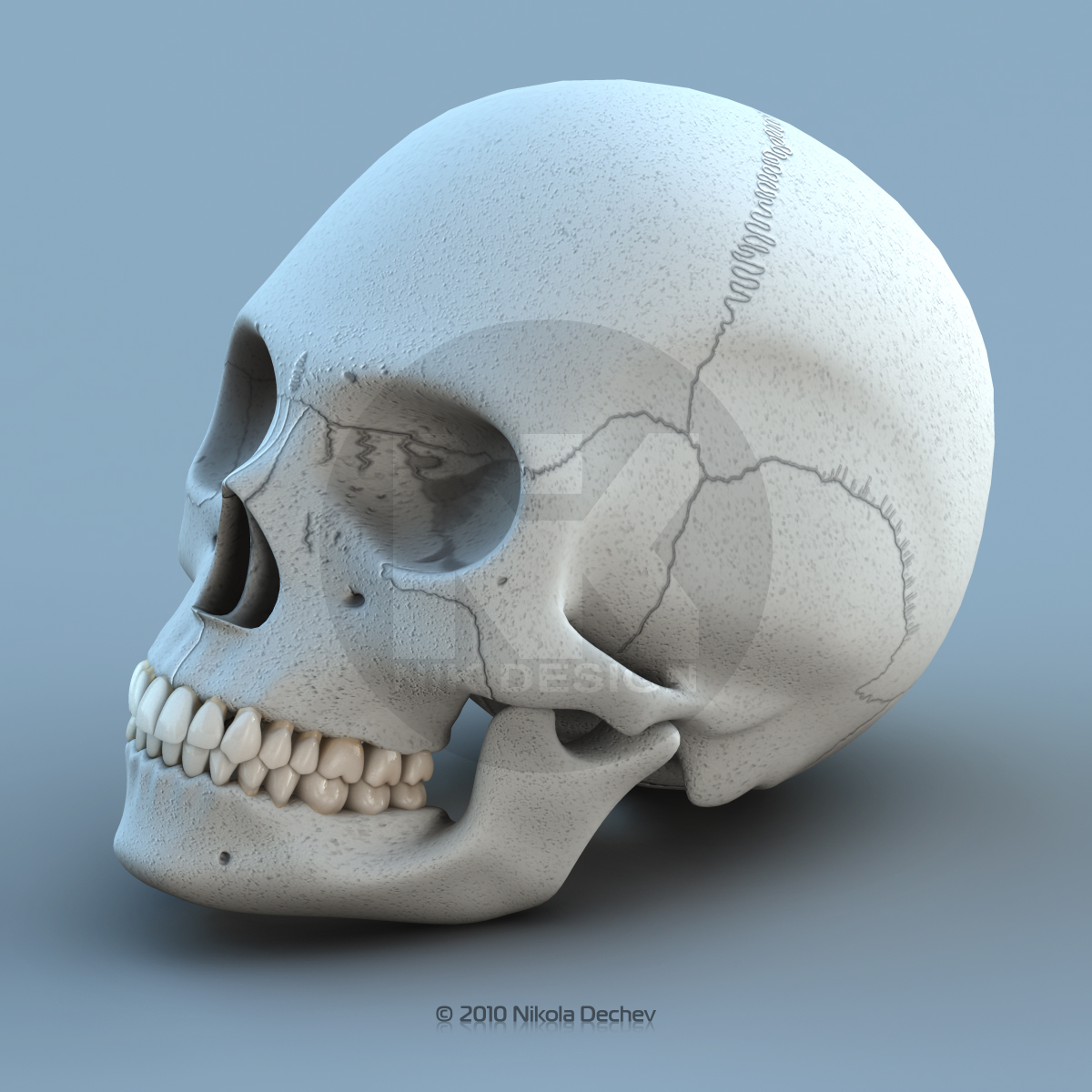 女性牙科头骨3d模型