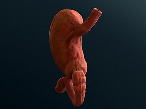 3d model stomach muscle circular
