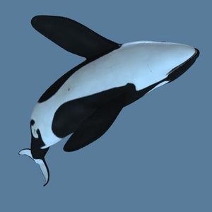 3d photorealistic killer whale model