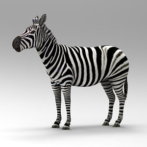 3d zebra horses model