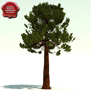 sequoiadendron giganteum giant sequoia 3d model