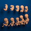 human embryo development 3d obj