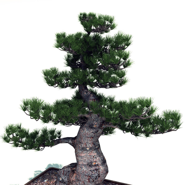 3d bonsai tree