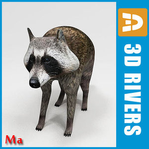 3dsmax animals raccoon coon