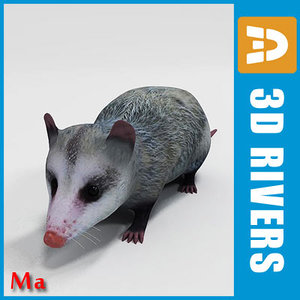 3d Marsupial Models Turbosquid