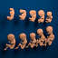 human embryo development 3d model