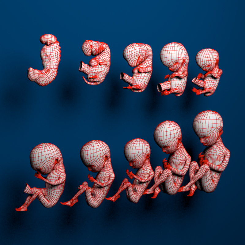 human embryo development 3d model