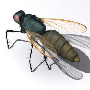 fly housefly 3d max