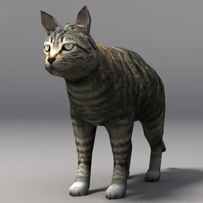 3d  cat  model