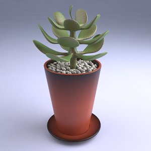 3d model small succulent plant