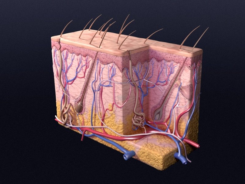 cutaneous-receptors-skin-3d-model