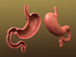 cross section stomach 3d model